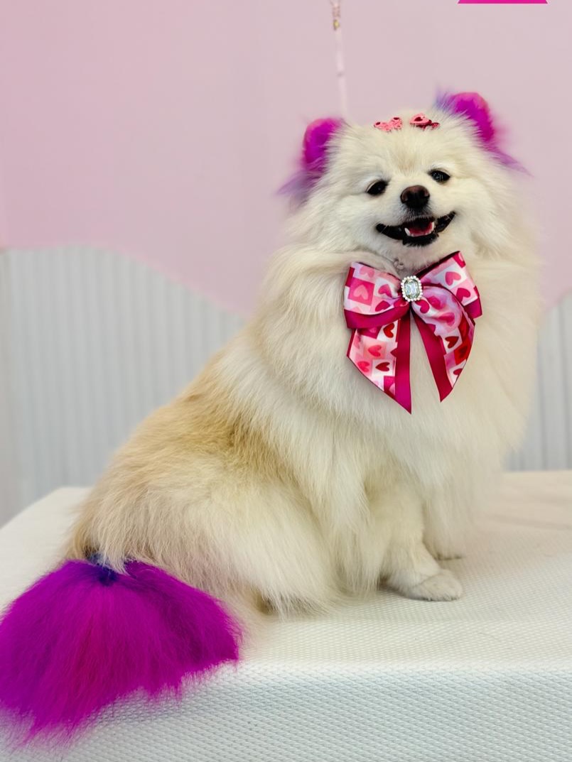 Cão atendido