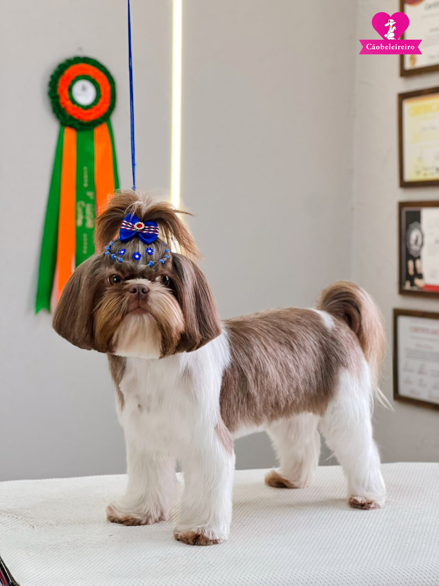 Cão atendido