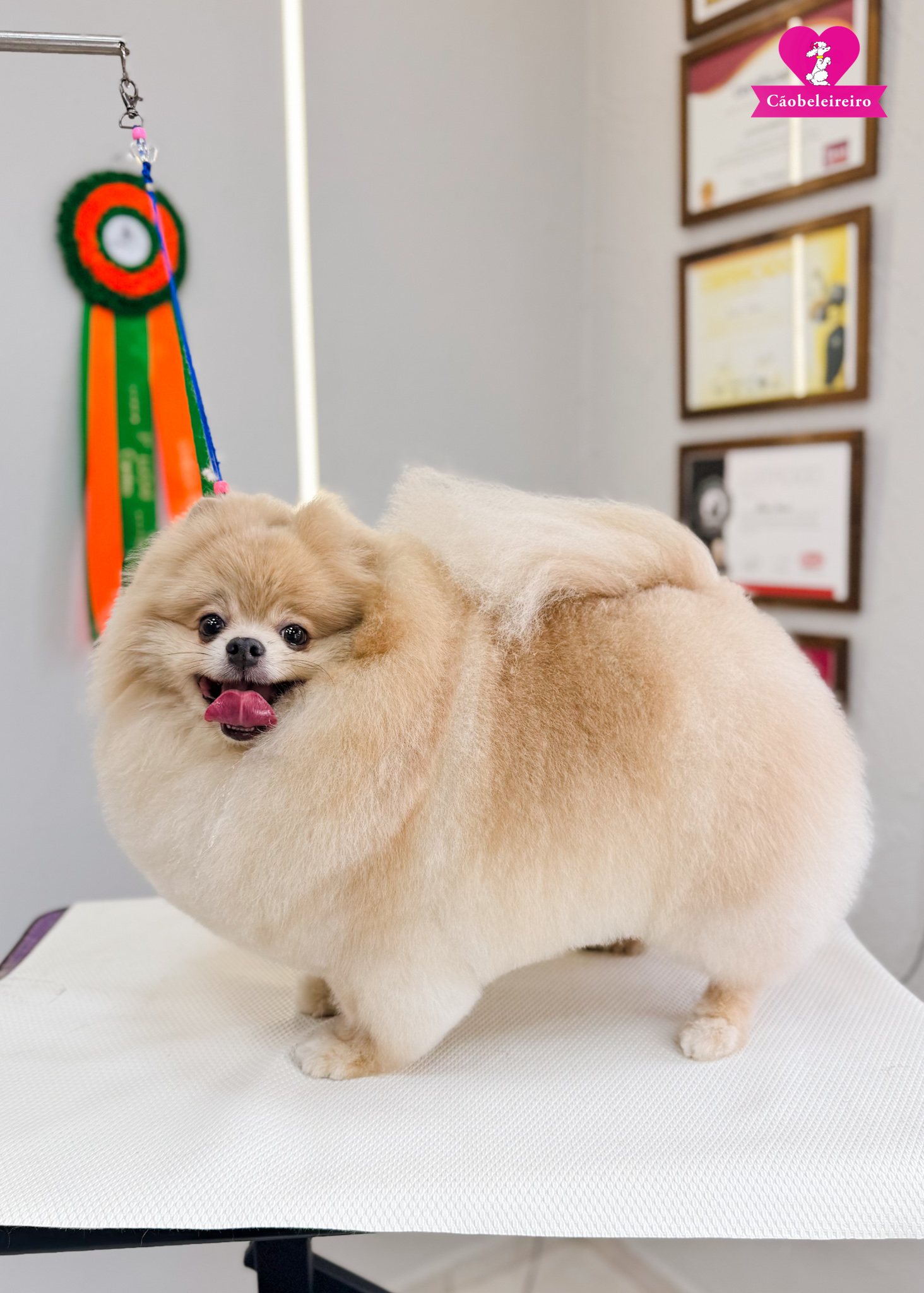 Pet finalizado