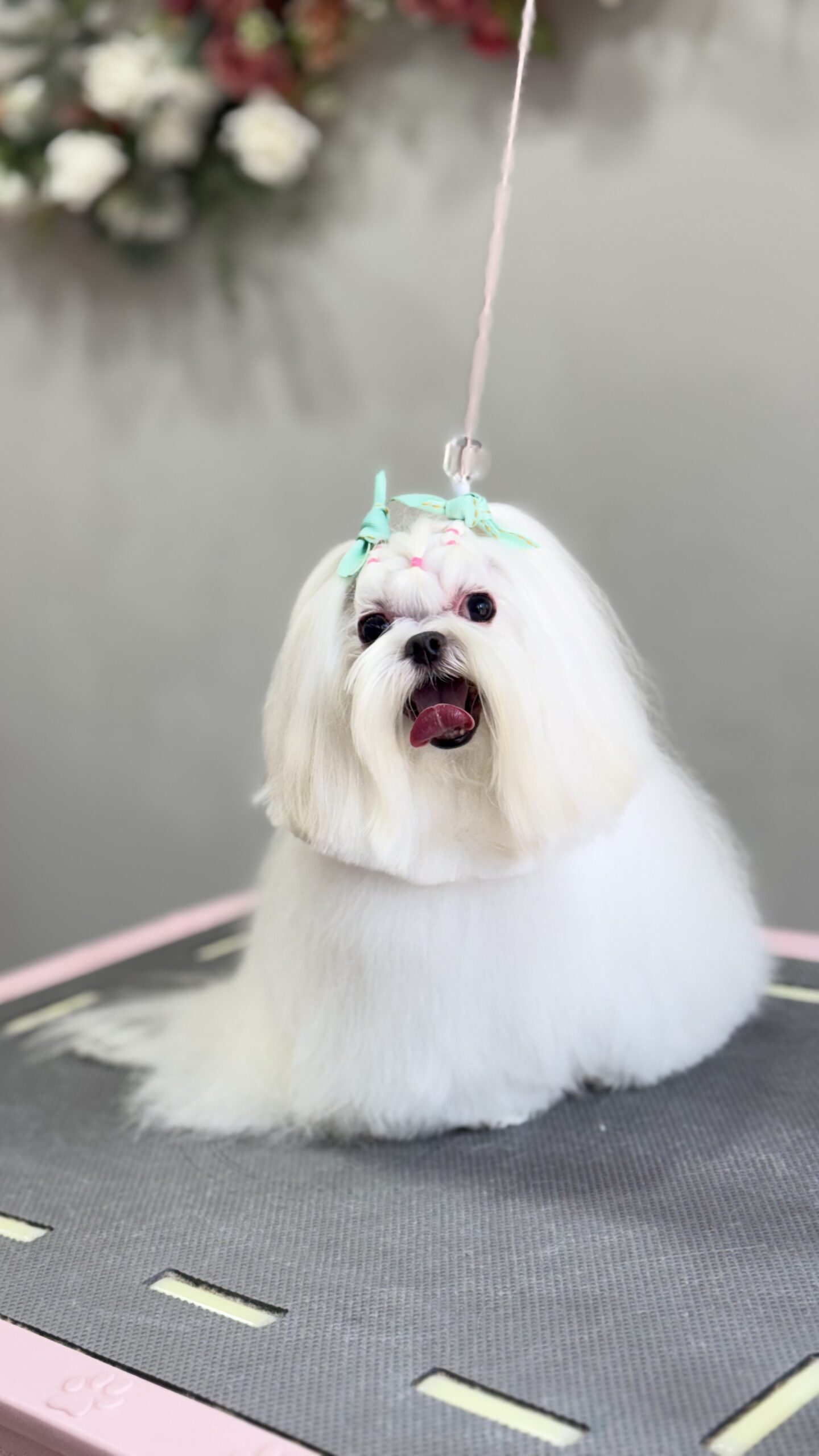 Cão atendido