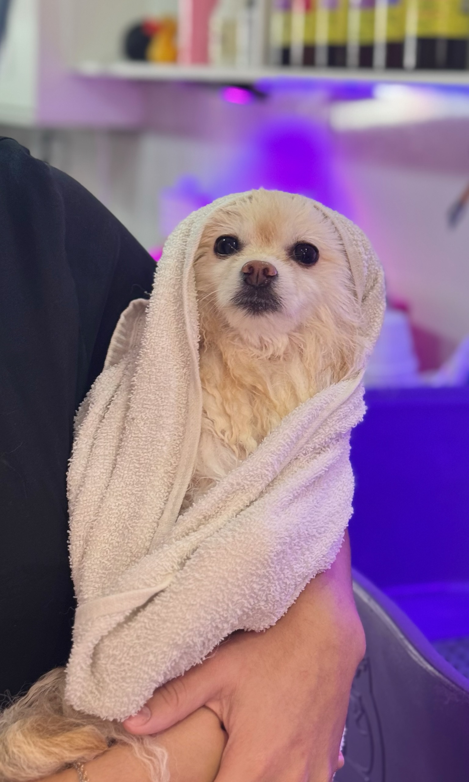 Cão atendido