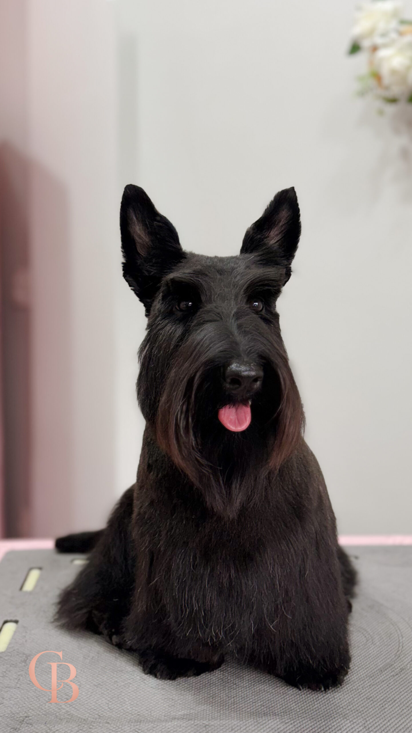 Cão atendido