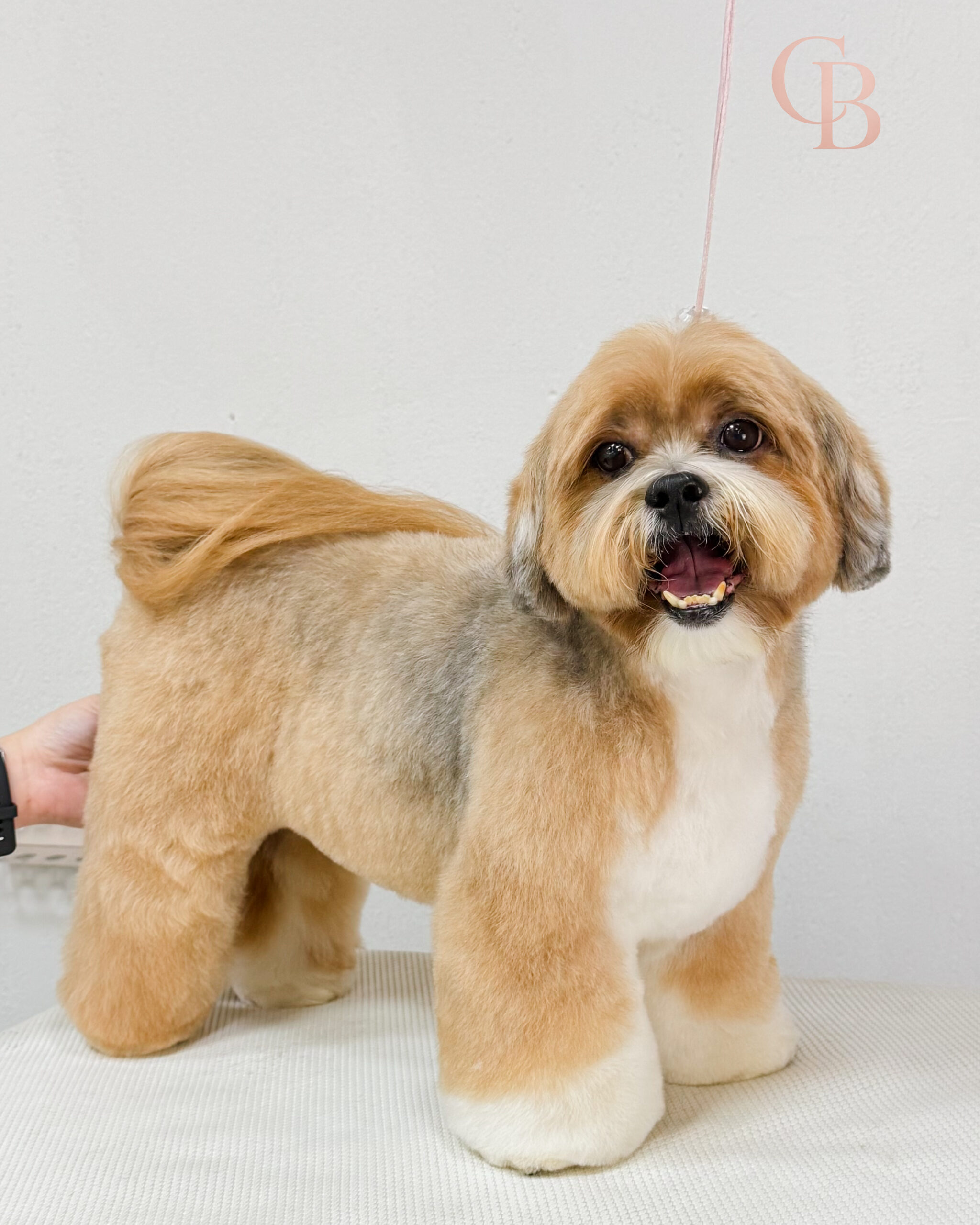 Cão atendido