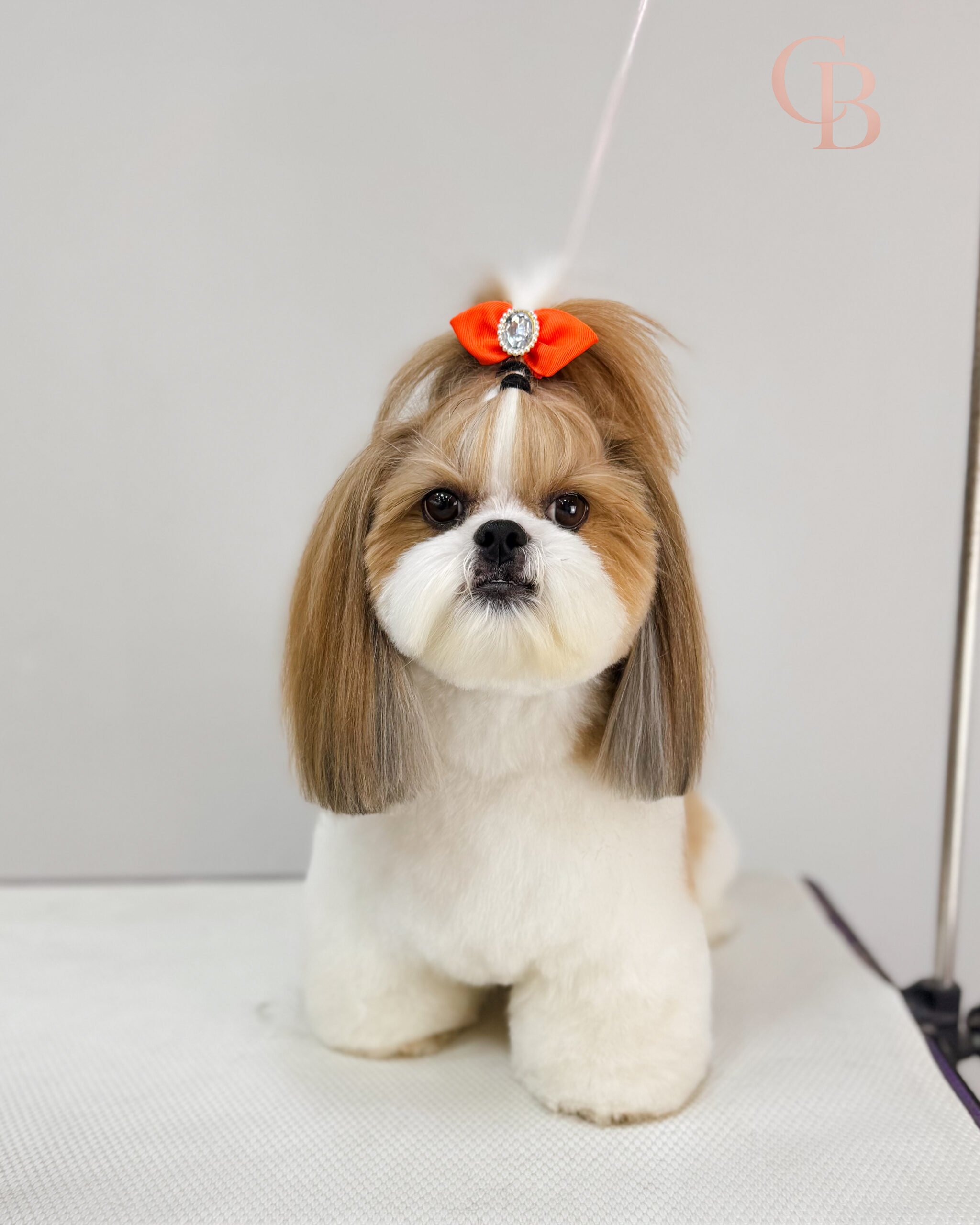 Cão atendido