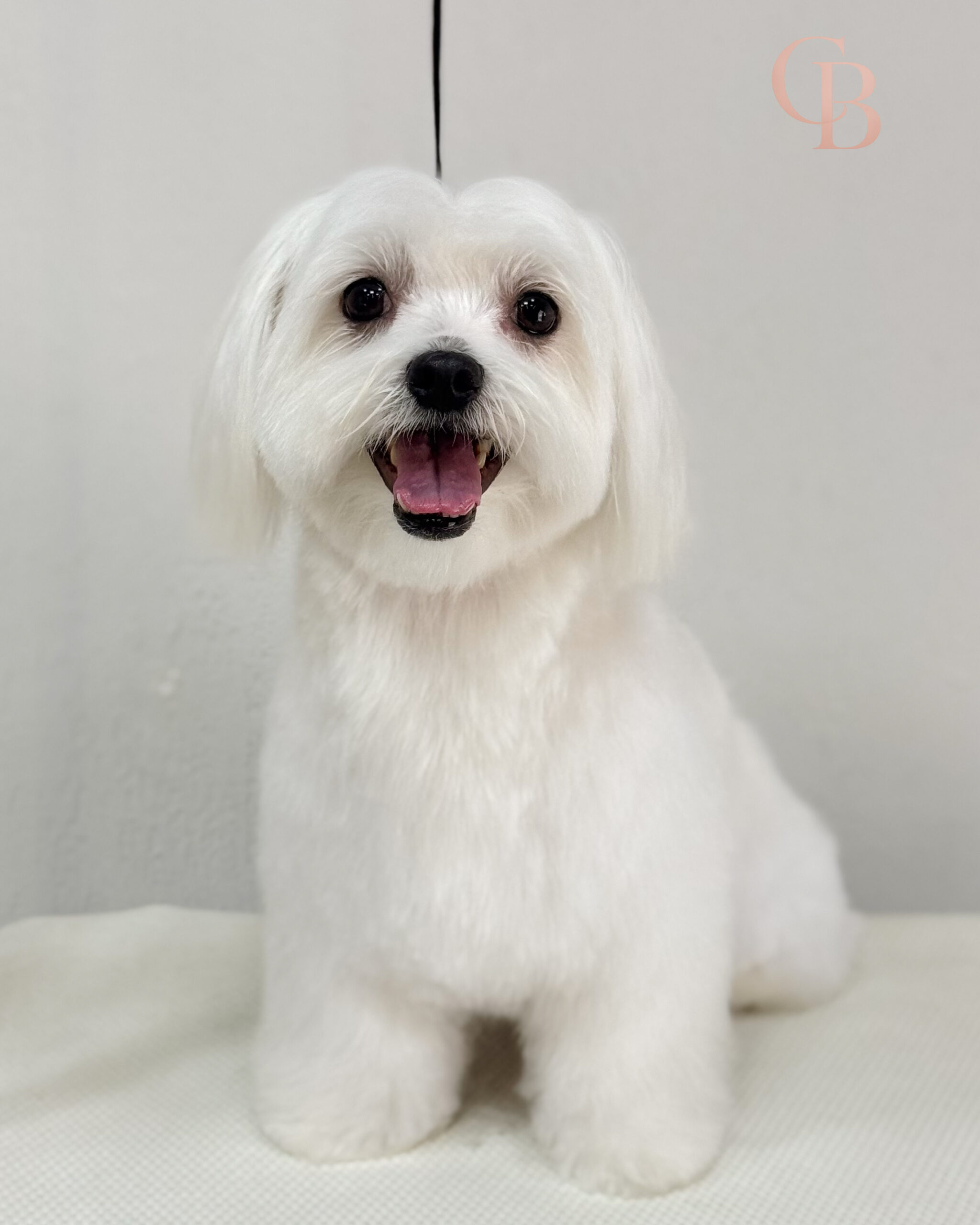 Cão atendido