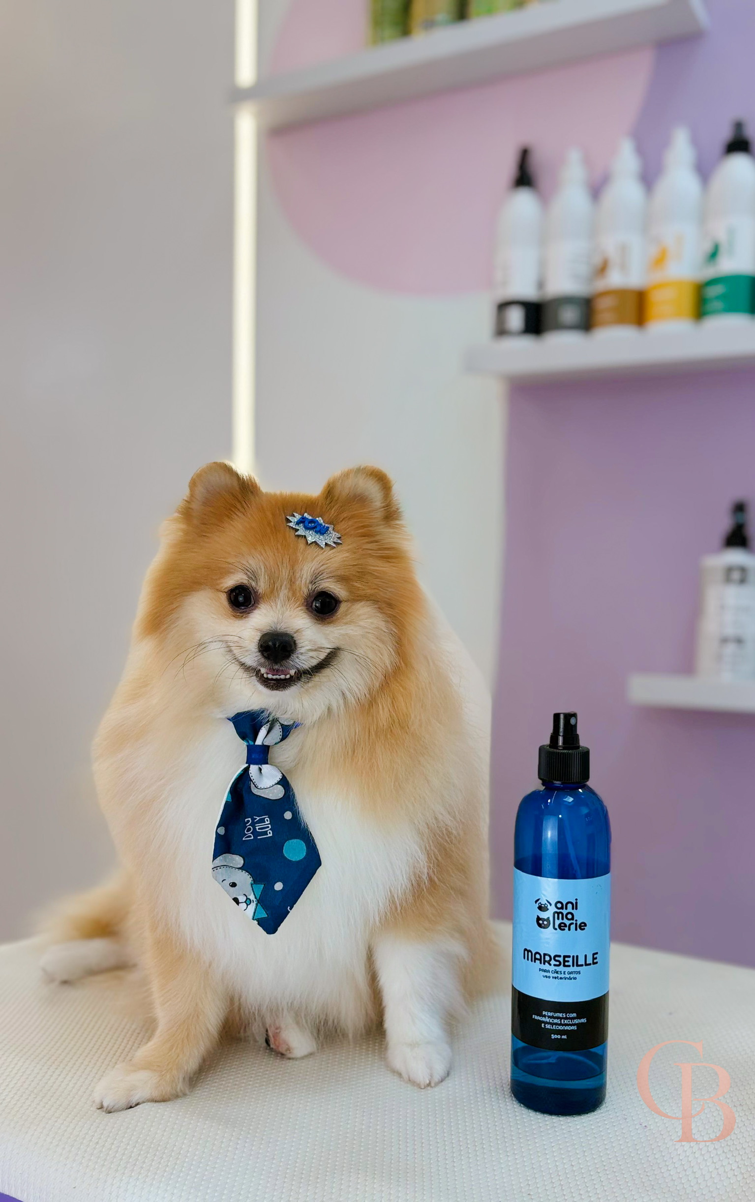 Cão atendido