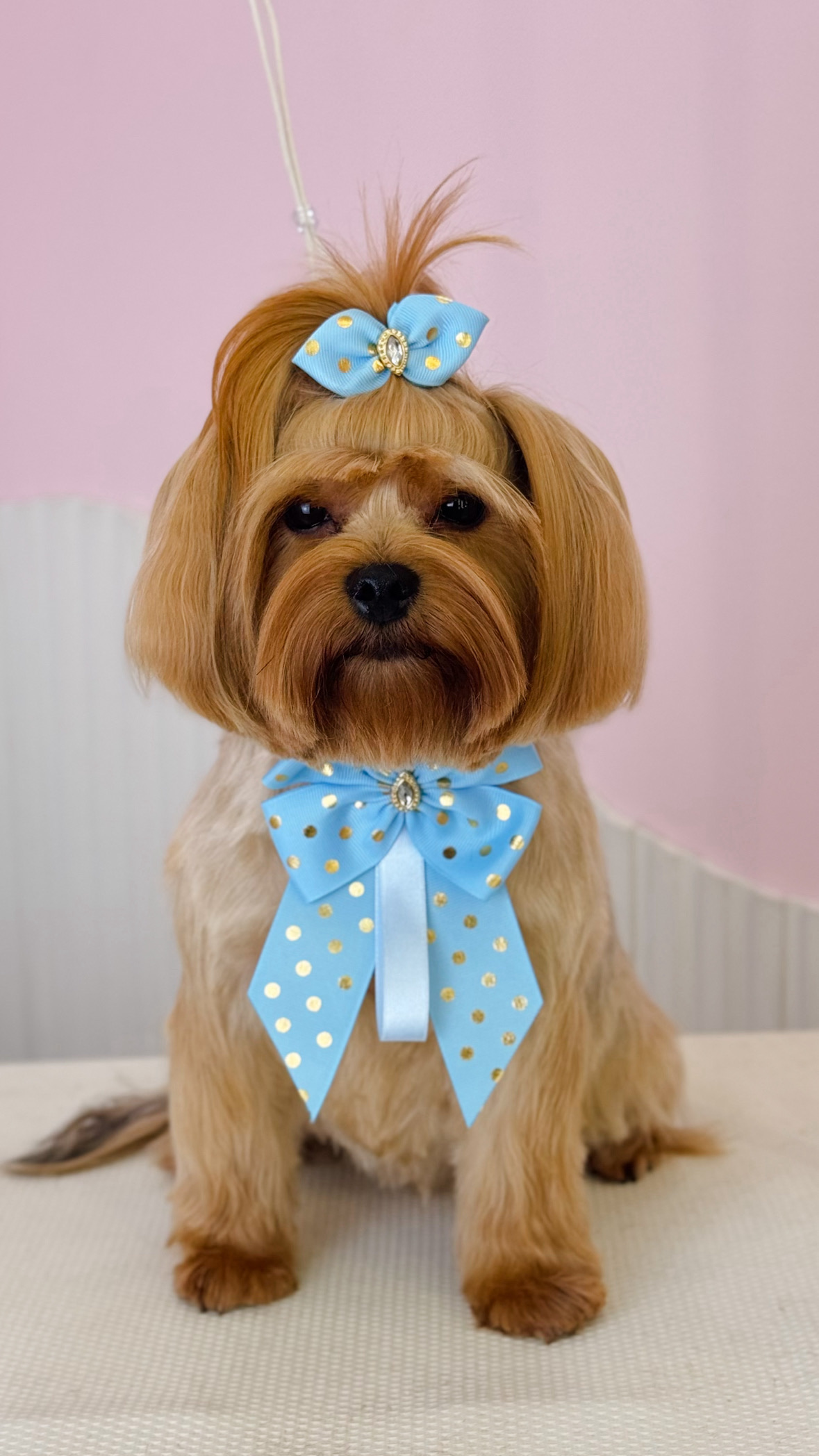Cão atendido