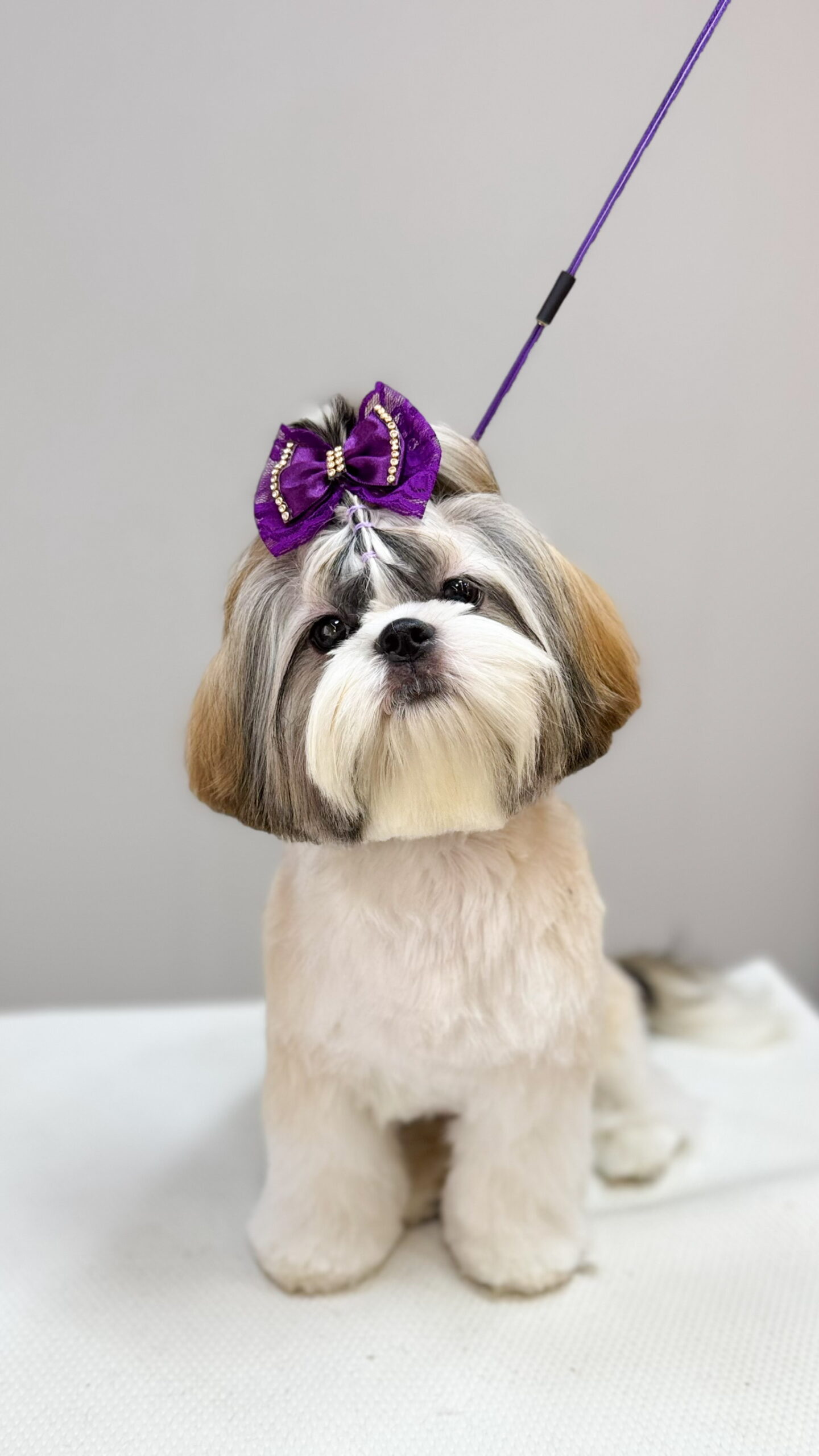 Cão atendido