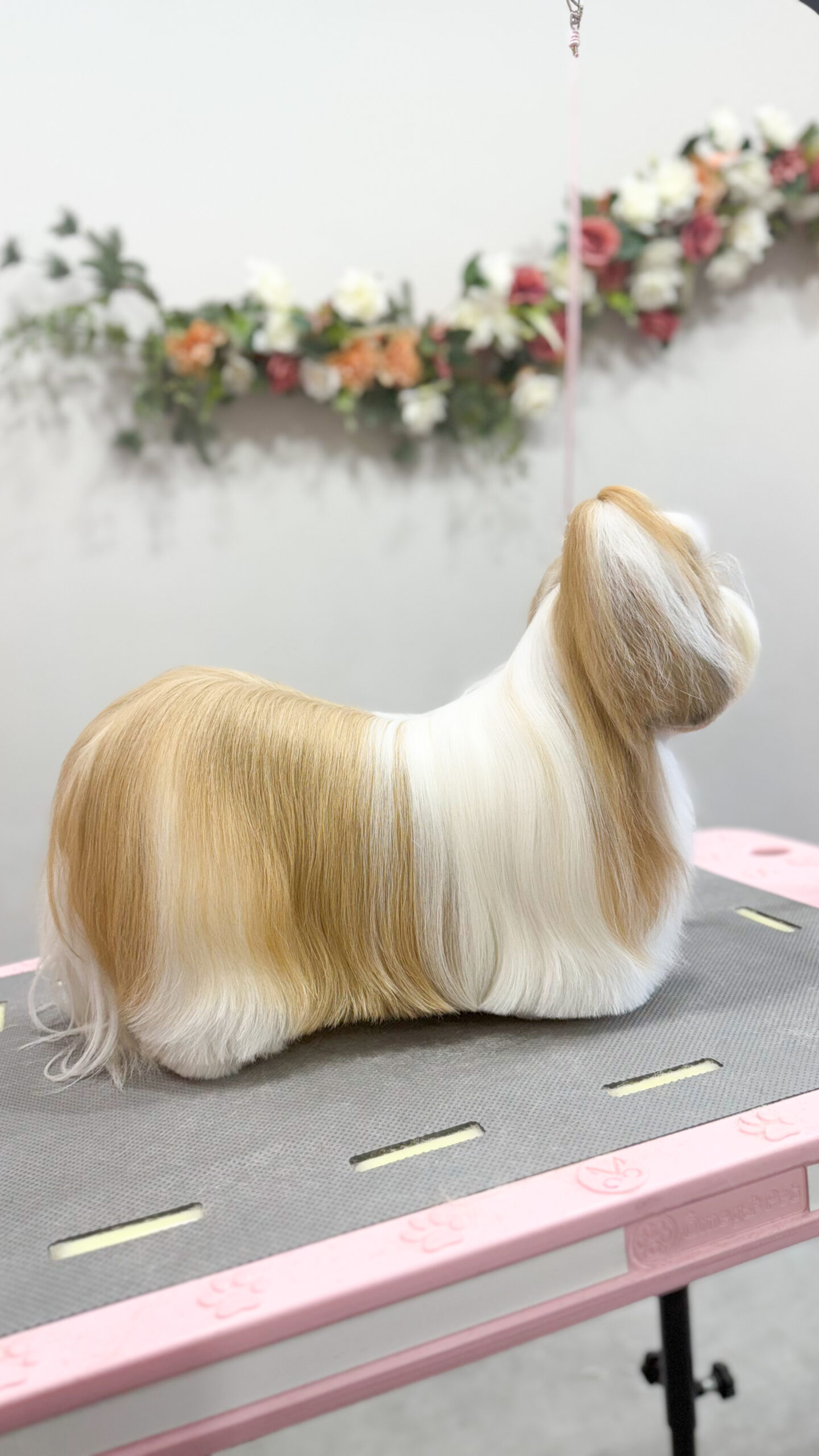 Cão atendido