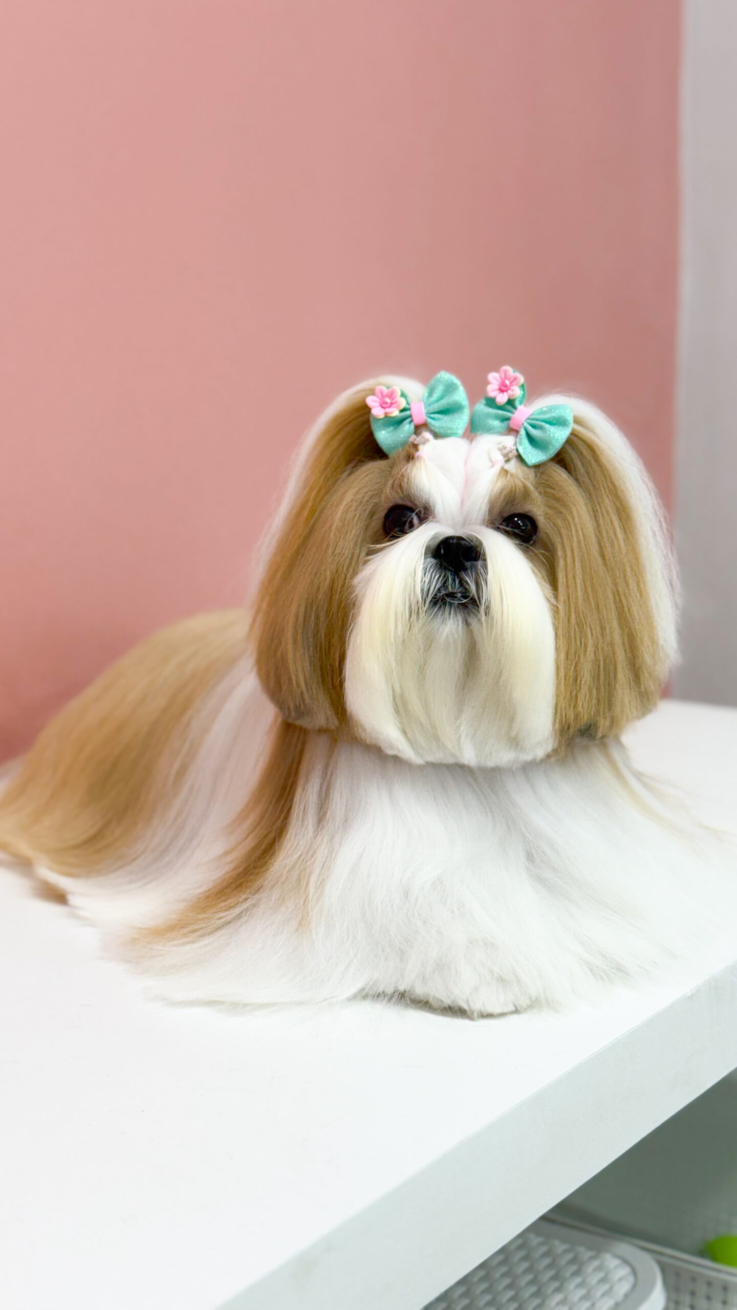 Cão atendido