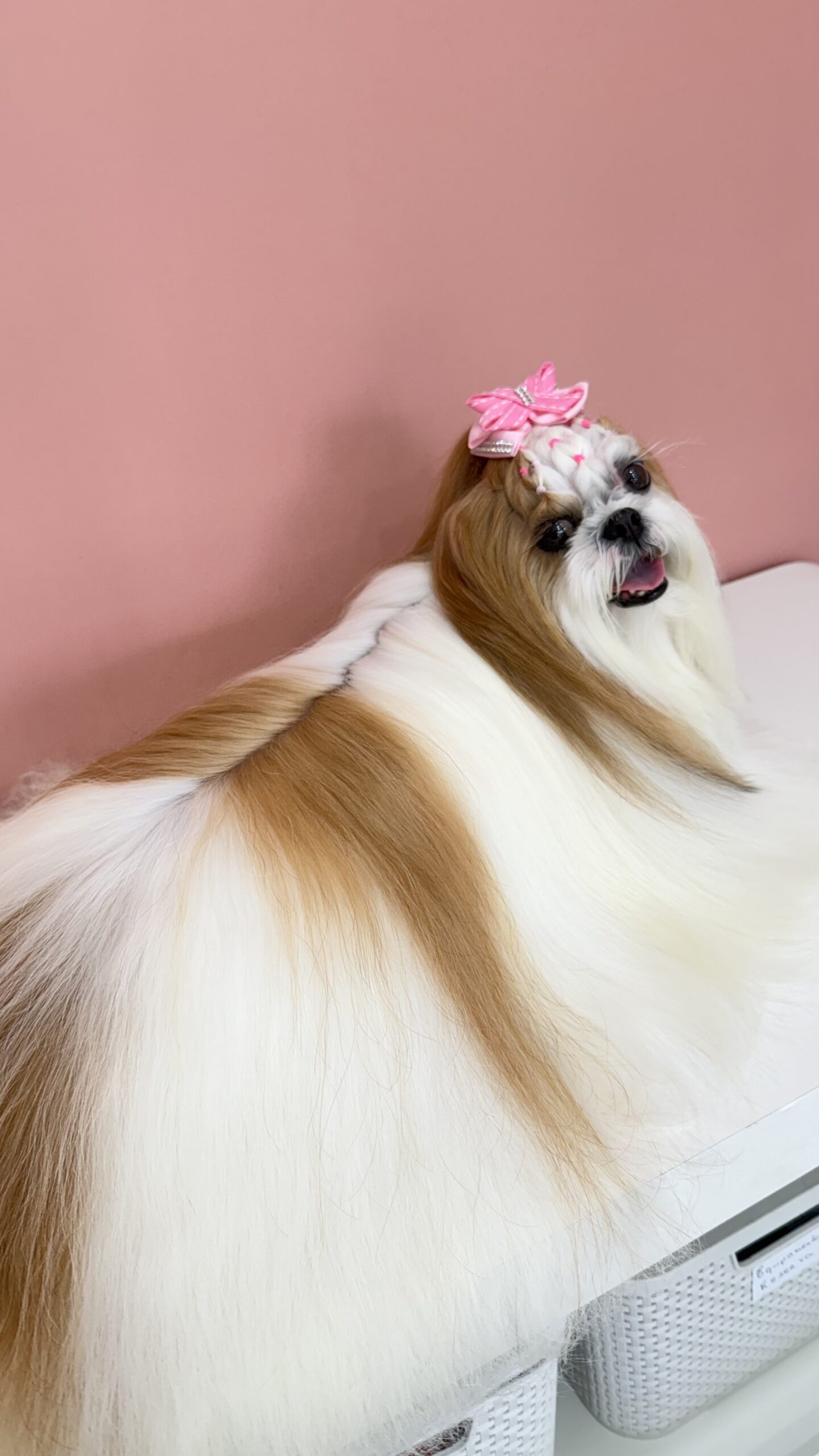 Cão atendido