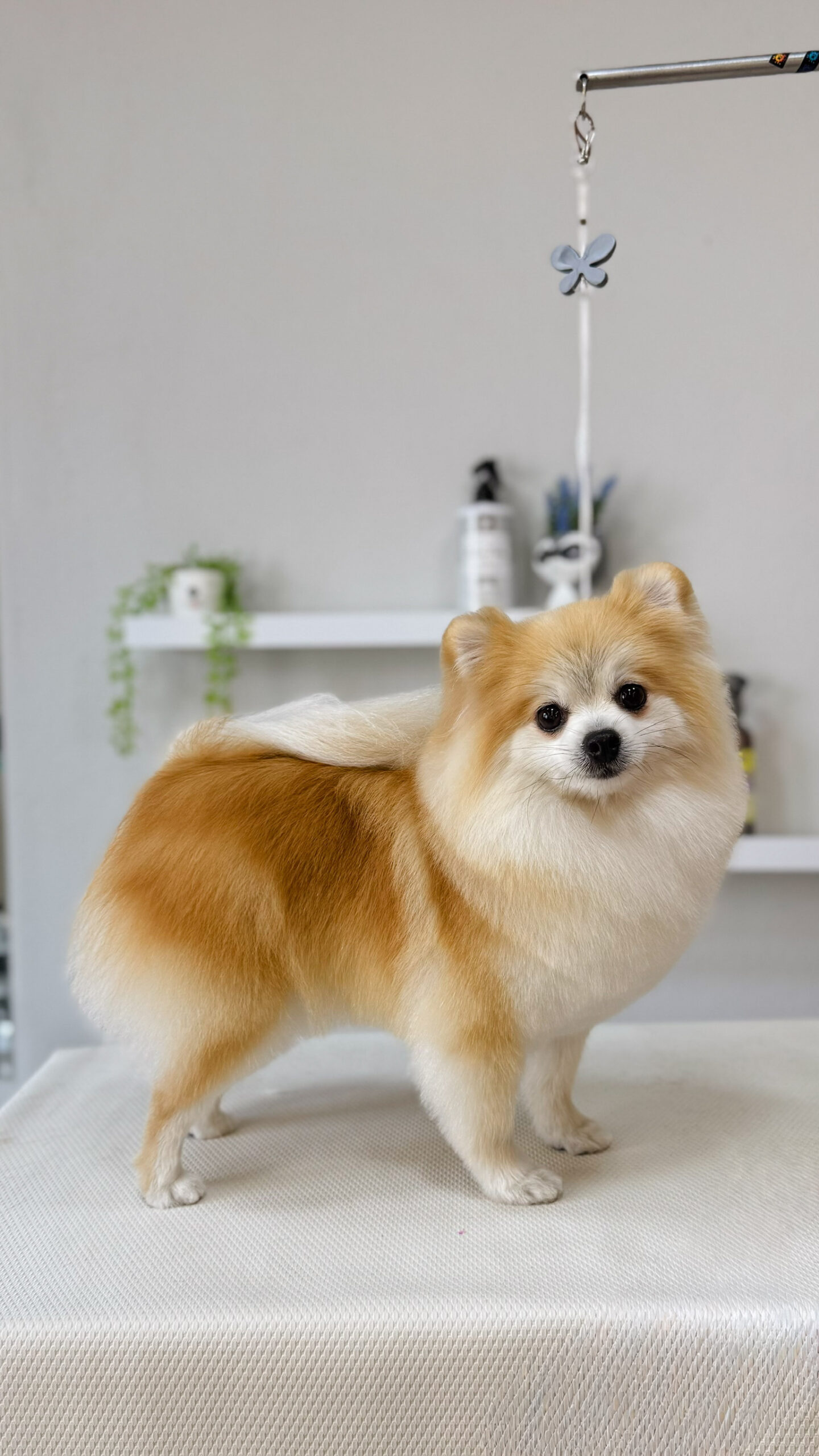 Cão atendido