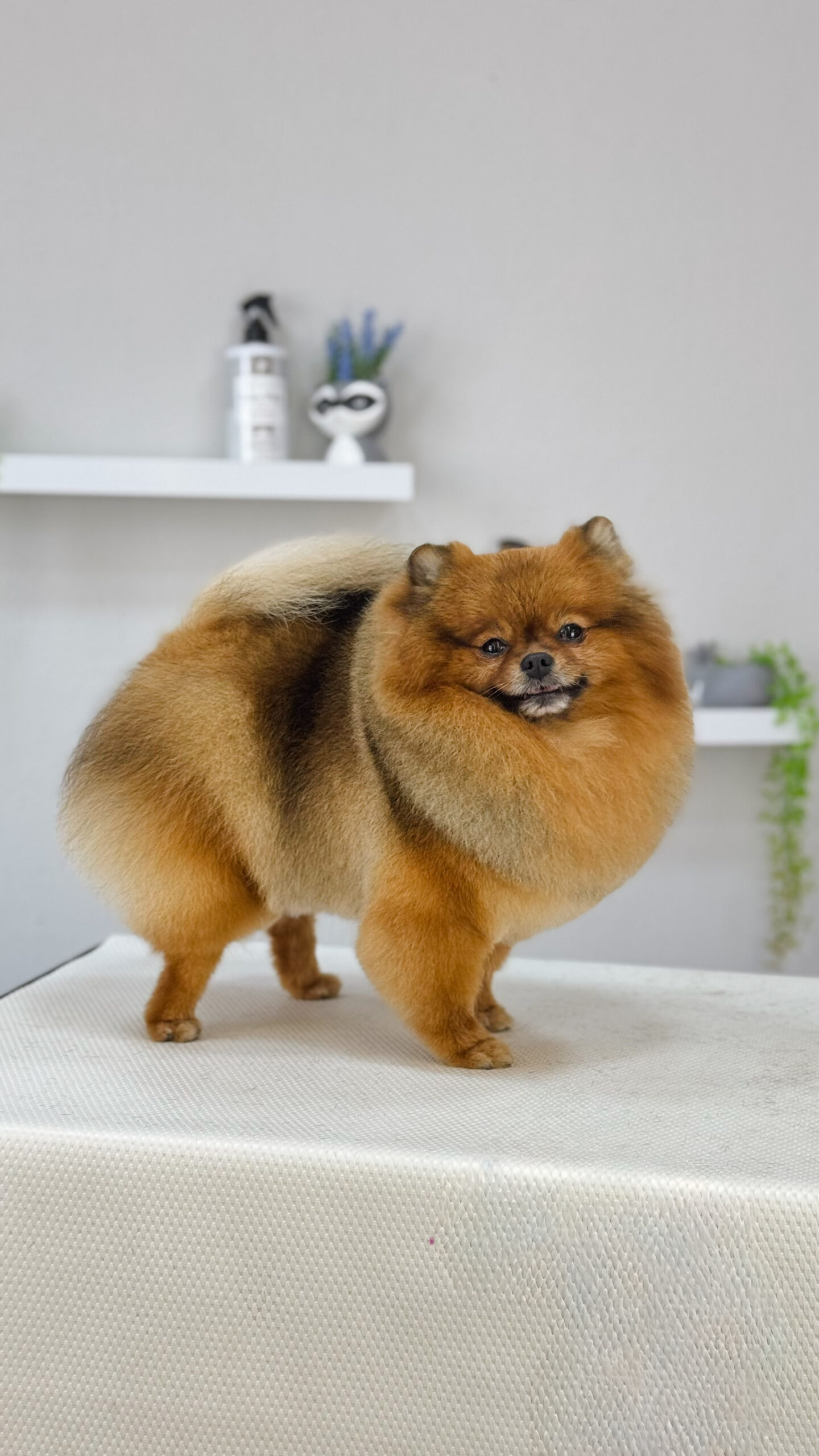 Cão atendido