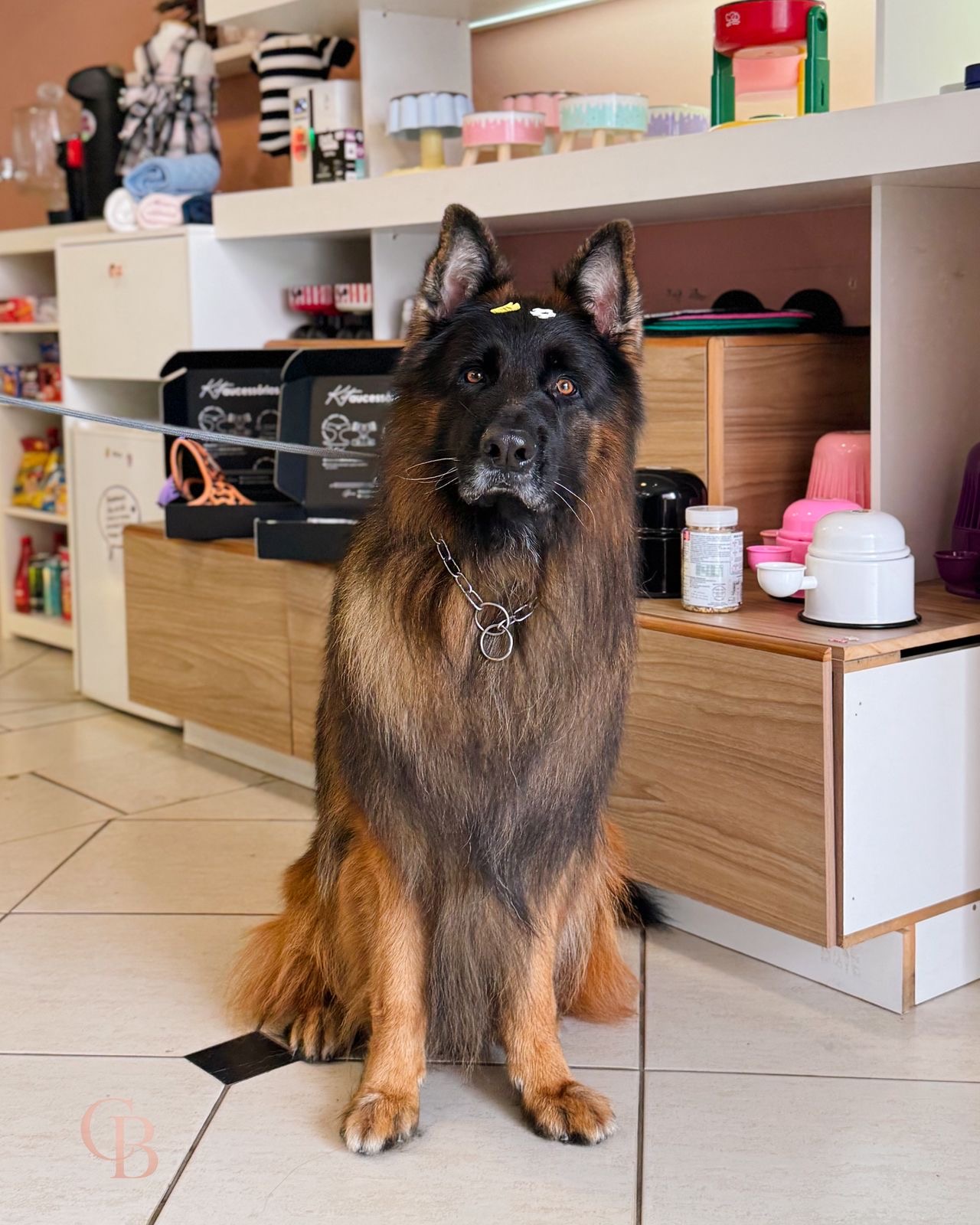 Cão atendido